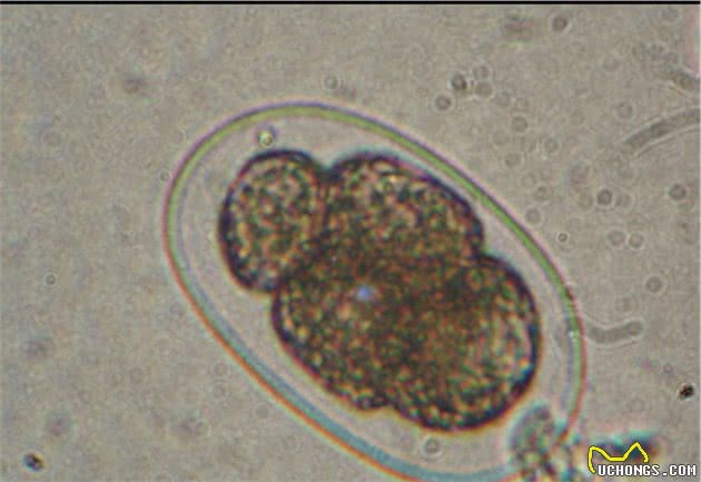 了解猫狗这6种常见体内寄生虫，你以后在家也能科学的给宠物驱虫