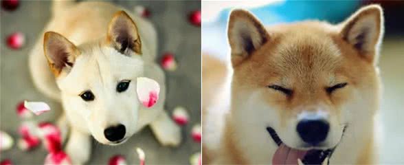 如何预防狗狗乱咬东西？小编今天就给大家一一解决头疼事??