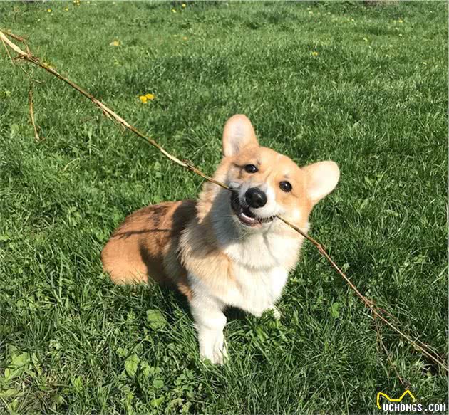 辟谣：并不是所有小型犬都不追求运动量，小短腿柯基就很需要运动