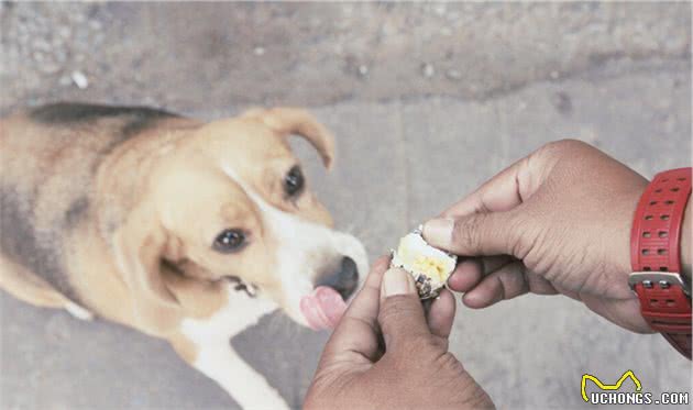 如何安排狗狗饮食？我们该给狗狗喂什么狗粮？