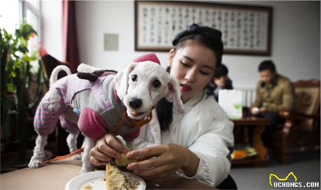 如何安排狗狗饮食？我们该给狗狗喂什么狗粮？