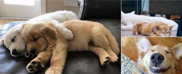 狗狗的睡姿代表它的性格，你家的是哪种呢？