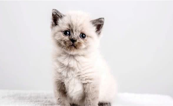 猫咪的分类大全