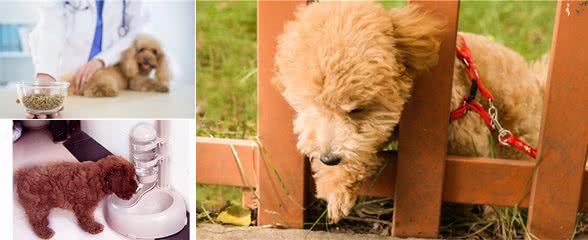新手须知：泰迪幼犬狗粮喂多少？