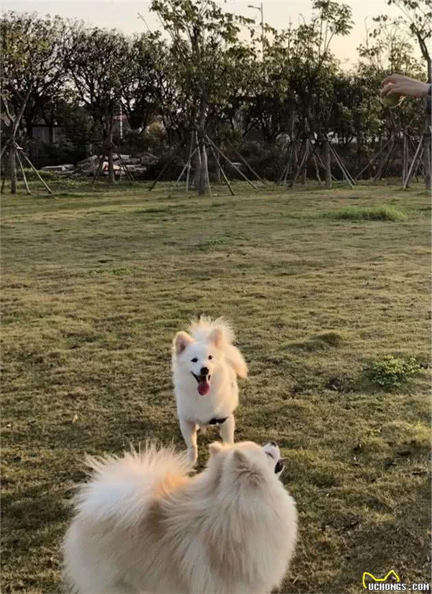 狗子智商高没用，服从性高才好