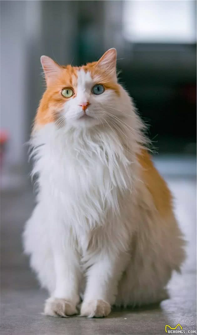 长毛异瞳大橘猫，网友皆叹颜值高，可主人却说它是个“小渣猫”
