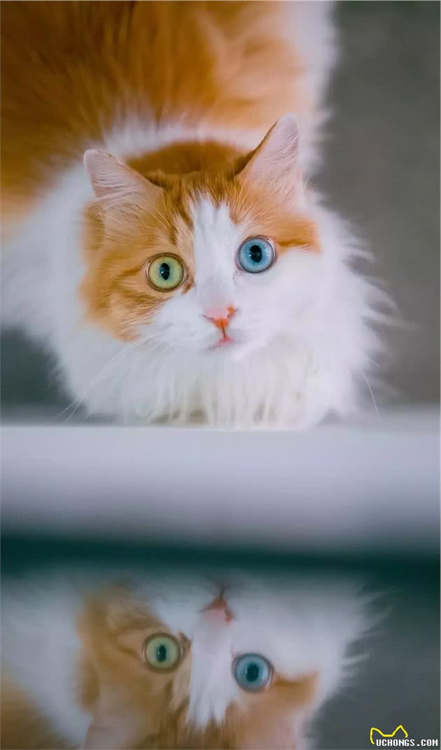 长毛异瞳大橘猫，网友皆叹颜值高，可主人却说它是个“小渣猫”