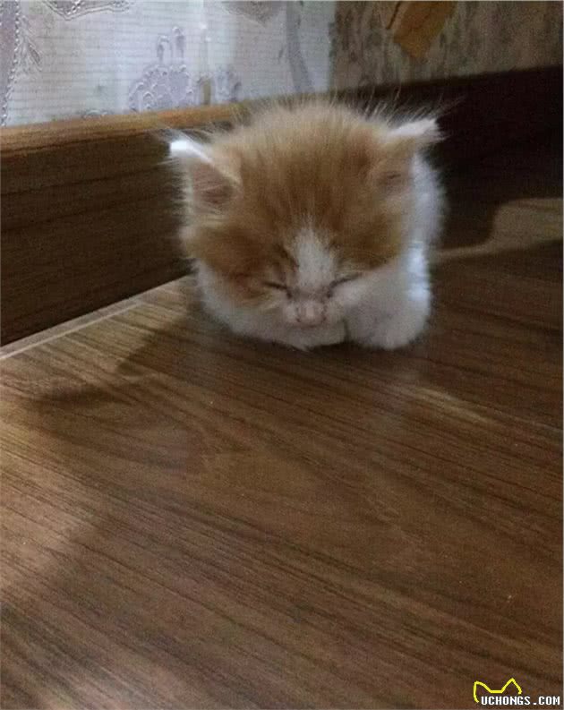 长毛异瞳大橘猫，网友皆叹颜值高，可主人却说它是个“小渣猫”