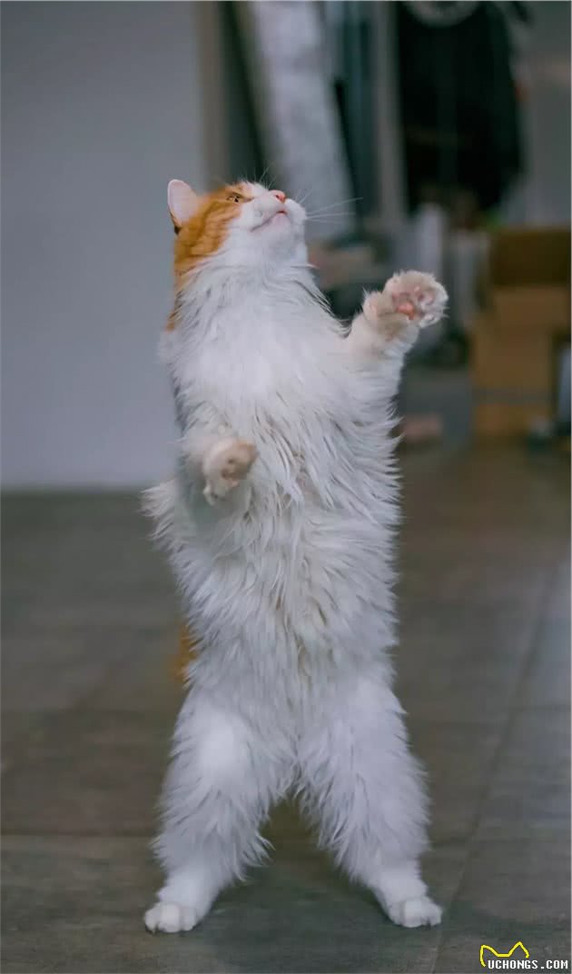 长毛异瞳大橘猫，网友皆叹颜值高，可主人却说它是个“小渣猫”