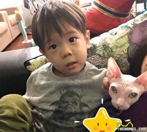 击破谣言，关于无毛猫的那些传言，有好几条都是人类想当然