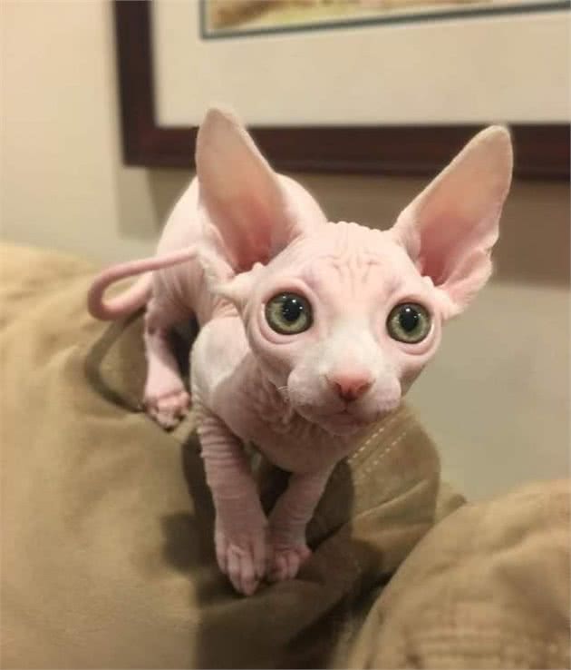 击破谣言，关于无毛猫的那些传言，有好几条都是人类想当然