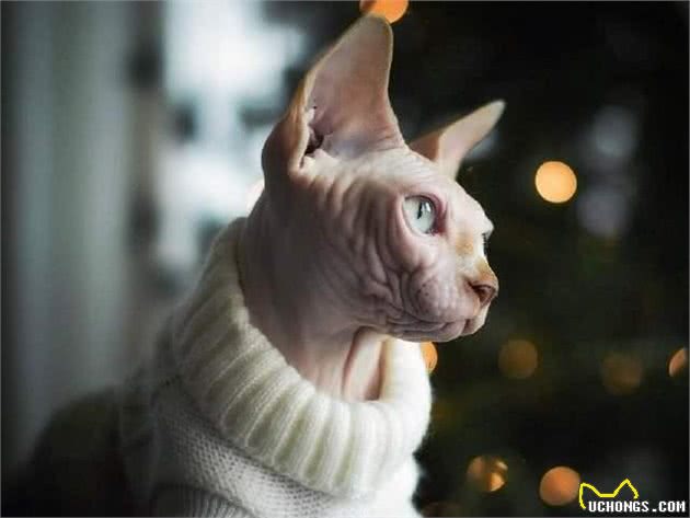 击破谣言，关于无毛猫的那些传言，有好几条都是人类想当然