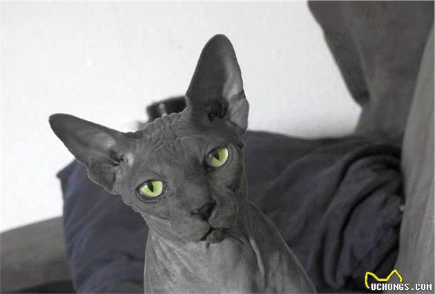 击破谣言，关于无毛猫的那些传言，有好几条都是人类想当然