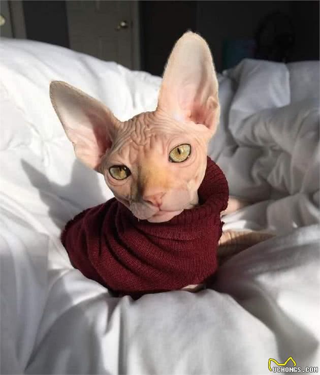 击破谣言，关于无毛猫的那些传言，有好几条都是人类想当然