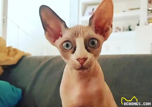 击破谣言，关于无毛猫的那些传言，有好几条都是人类想当然
