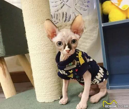击破谣言，关于无毛猫的那些传言，有好几条都是人类想当然