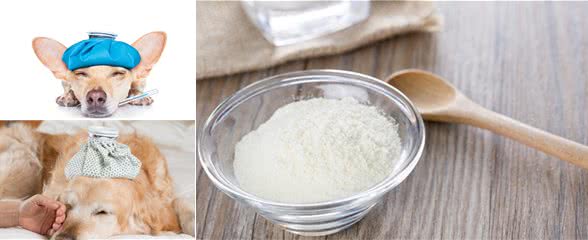 小狗感冒了怎么治疗简单有效