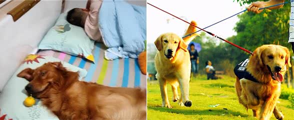 金毛犬这几个特征，其实是把你当小弟了，所以才不听你话