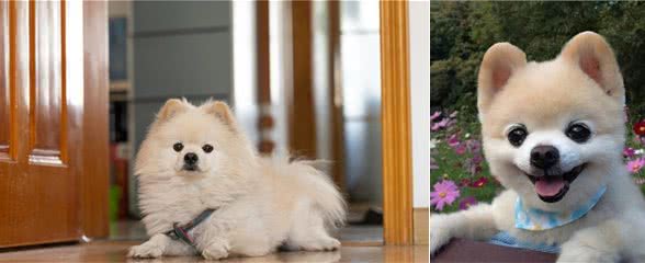 为什么博美犬这么“受欢迎”？原来离不开这几个理由