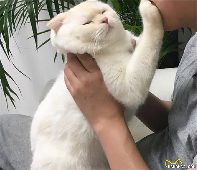 你把猫咪当宠物，猫咪把你当猎物，铲屎官那些会让猫咪误会的行为