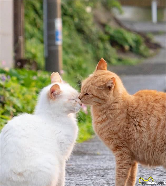 你把猫咪当宠物，猫咪把你当猎物，铲屎官那些会让猫咪误会的行为