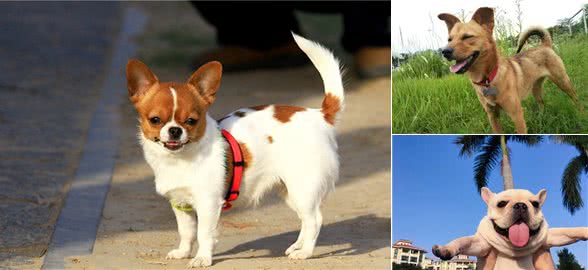 “不易生病”的3种狗和“医院常客”的3种狗，你家是哪种？