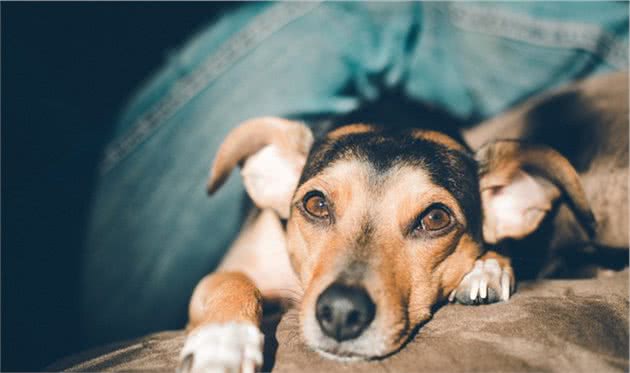 犬窝咳具有传染性，多数主人都不了解它，关于犬窝咳的七个知识点