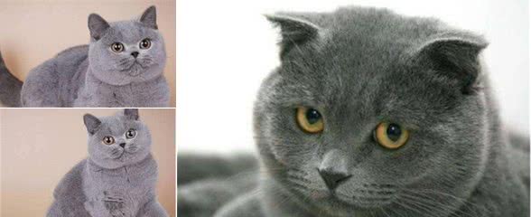 蓝猫长大以后什么样子呢？网友们戏称也想当只蓝猫