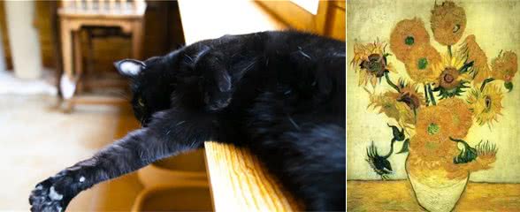 就因为脸黑，这猫也太难了