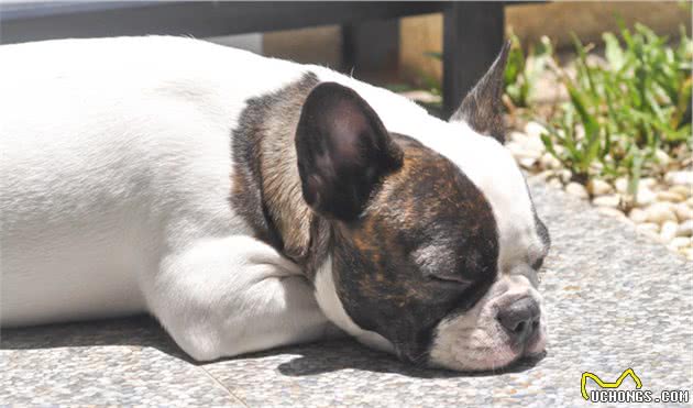 法斗英斗圆脸大眼睛，但属于短鼻犬种，有5种常见健康问题