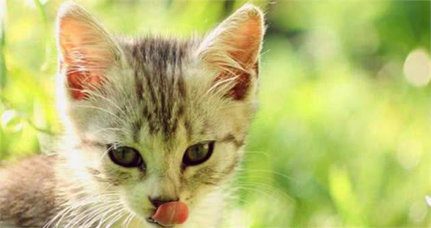 猫中女神：优雅而迷人波米拉猫，将让你爱不释手
