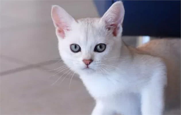猫中女神：优雅而迷人波米拉猫，将让你爱不释手