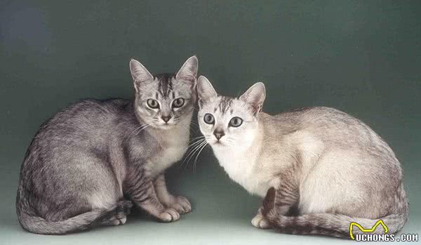 猫中女神：优雅而迷人波米拉猫，将让你爱不释手