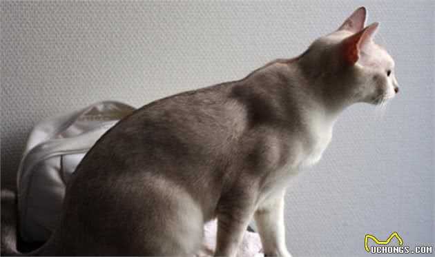 猫中女神：优雅而迷人波米拉猫，将让你爱不释手