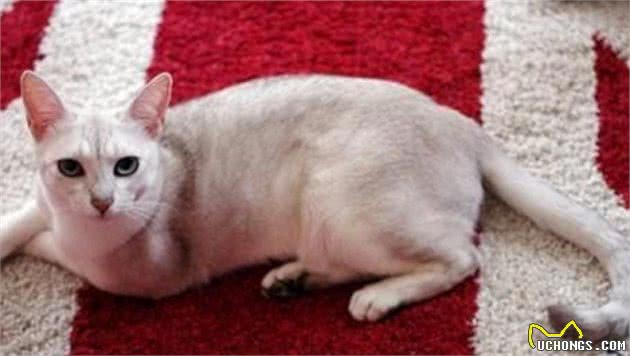 猫中女神：优雅而迷人波米拉猫，将让你爱不释手