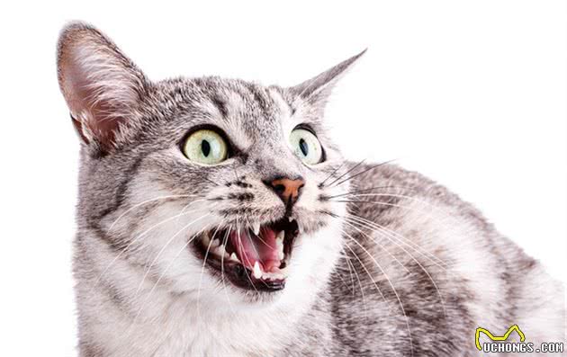 你了解猫咪吗？看懂这7点就会发现，原来猫咪小脑袋瓜里这么神奇