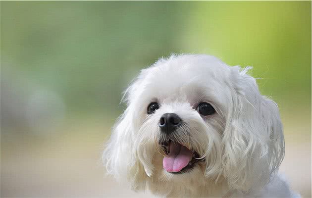 马尔济斯犬怎么样，好养吗？