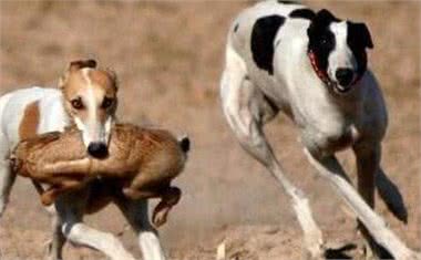 中国十大犬种之山东细犬