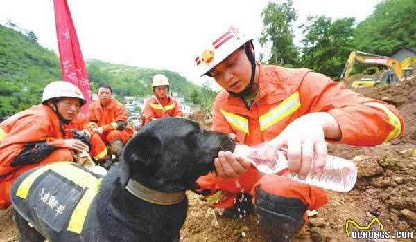 最后一名汶川功勋犬沈虎离世，搜救犬的知识你知道多少呢