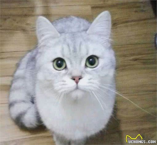 英国短毛猫最漂亮的11种毛色，你家养的是哪种？