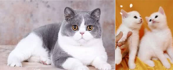 英国短毛猫最漂亮的11种毛色，你家养的是哪种？