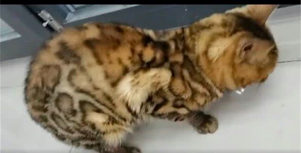 在大学食堂里，竟出现只价值不菲的流浪豹猫，被遗弃还是走丢了？