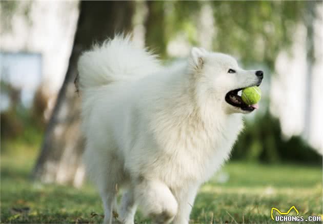 萨摩耶犬不吃狗粮怎么办？