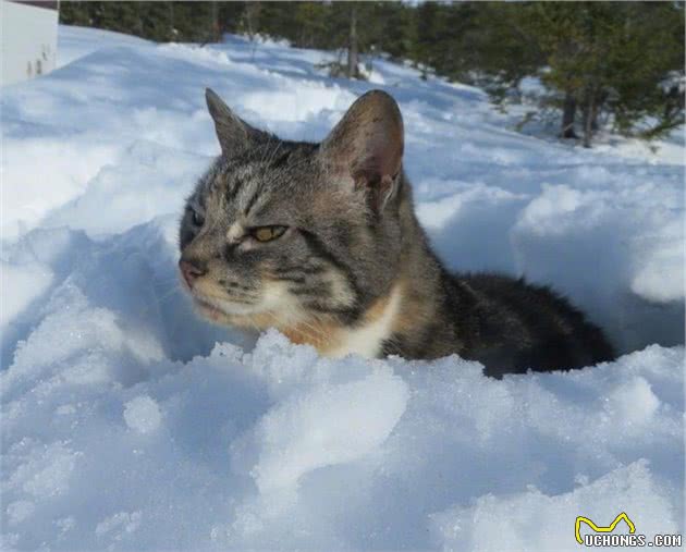 谁说猫咪冬天都怕冷？这战斗民族的猫爱玩雪，主人说它习惯了