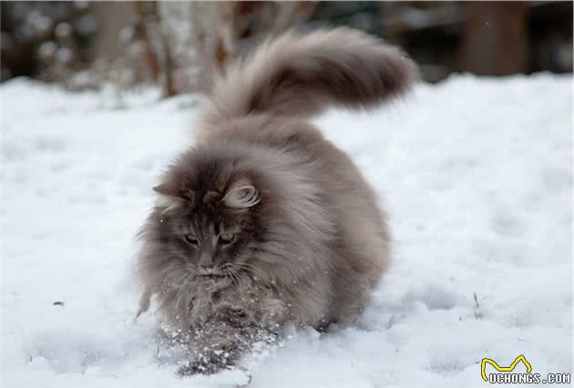 谁说猫咪冬天都怕冷？这战斗民族的猫爱玩雪，主人说它习惯了