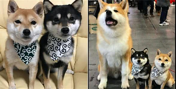 6个月大的秋田犬，看起来像是两只柴犬的妈妈，体型差距也太大了