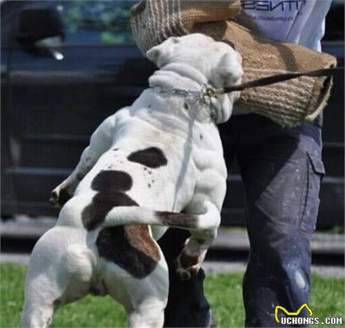 美国恶霸犬长相夸张，战斗力极强