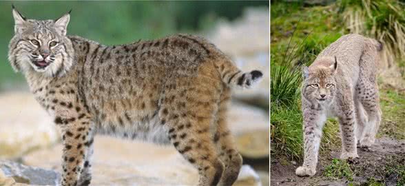 短尾猫与加拿大猞猁斗争，谁会胜？