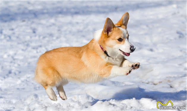 柯基犬有六大优点，怪不得养过的人都说它好