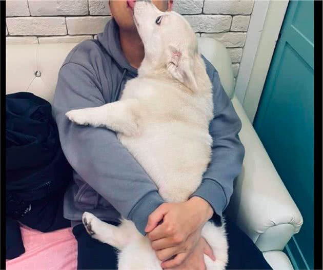 狗狗故意在女主人面前，往老公身上撒娇又舔，这眼神婊里婊气的